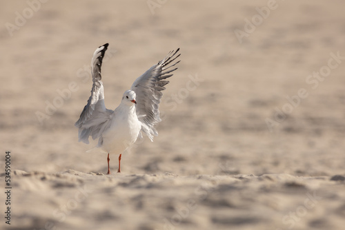 black-headed gull on the beach © TomaszPodlak