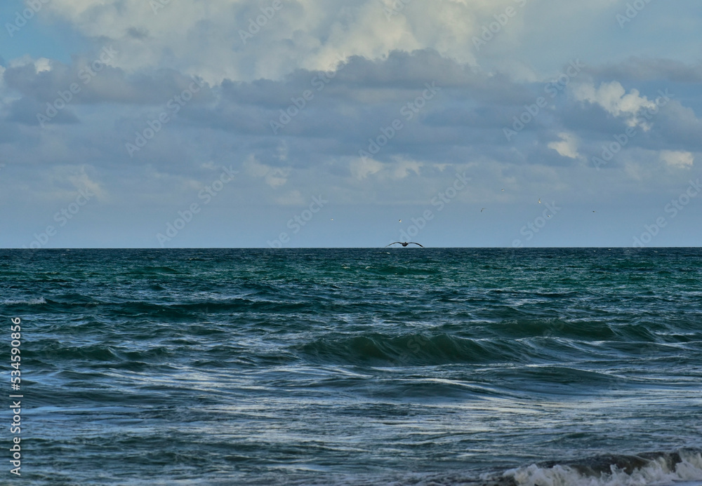 Fototapeta premium A Brown Pelican and other sea birds seeking dinner