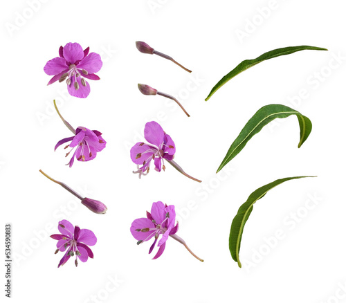 Set of pink epilobium flowe...