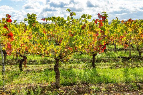 detail of colorful bright vine leaves in vineyard in the Rheingau region in Walluf