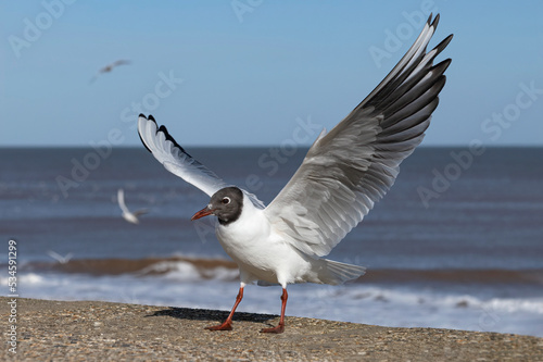 Tablou pe pânză Black headed Gull