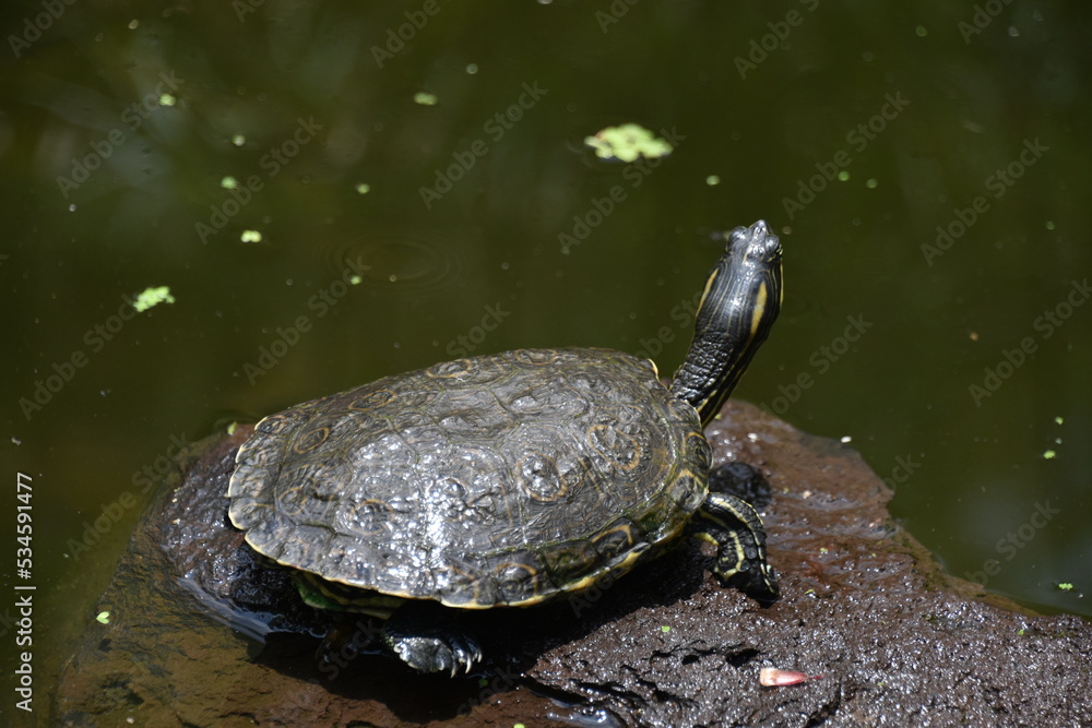 Turtle on Rock Looking Upward Turtle on Rock Looking Upward