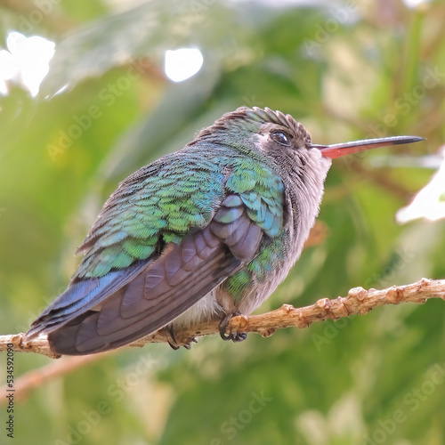 A close-up of a female Glittering-bellied Emerald (Chlorostilbon lucidus) hummingbird, restin upon a tree brunch in an Autumn afternoon photo