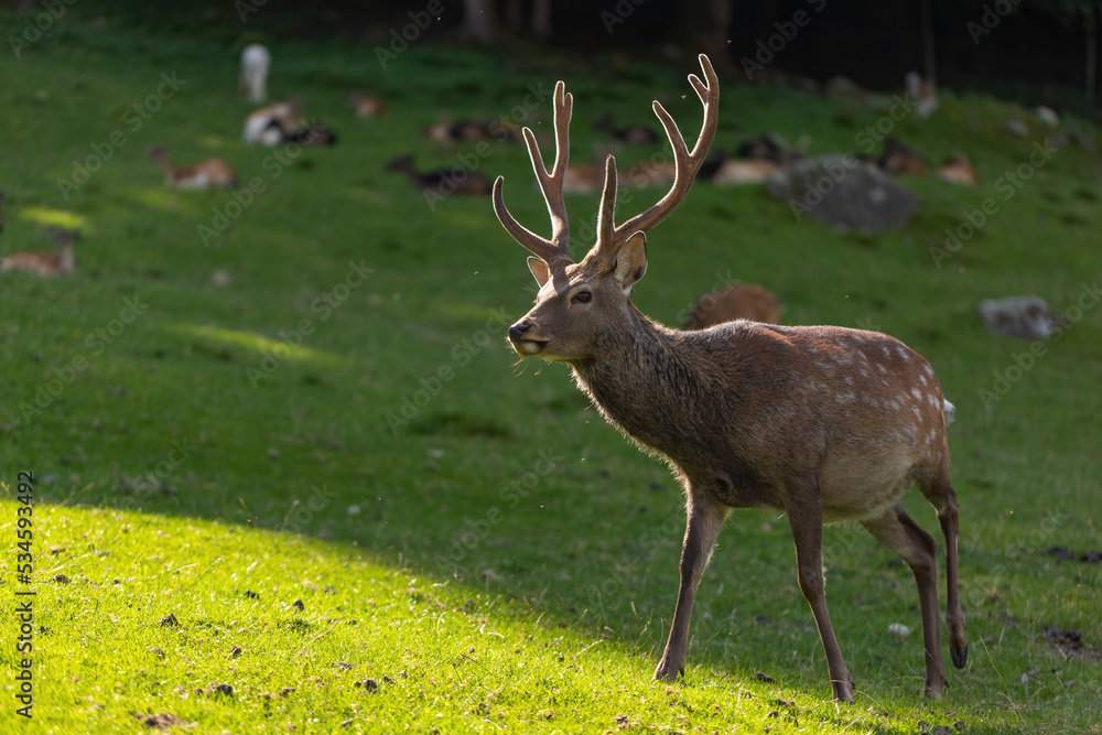 Male sika deer, cervus nippon, stag walking on meadow backlit in summer evening. Japanese fauna on green grass from side view. Herbivore with antlers in summer.