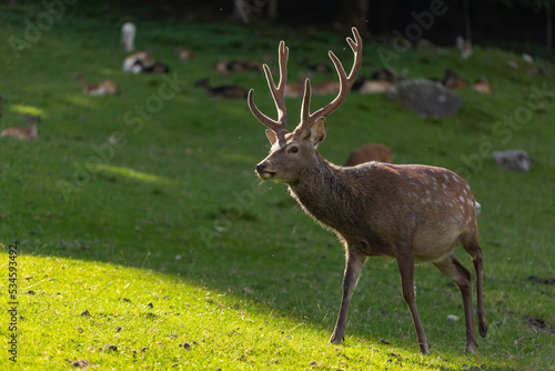 Male sika deer, cervus nippon, stag walking on meadow backlit in summer evening. Japanese fauna on green grass from side view. Herbivore with antlers in summer. photo