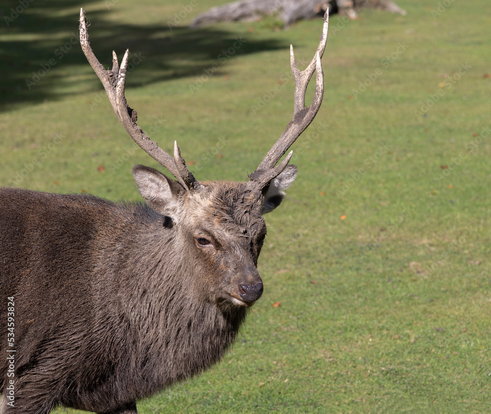Marselisborg Deer Park,Red deer (Cervus elaphus) is a common name for adult male deer where each antler has five or more teeth.Aarhus,Denmark,Europe