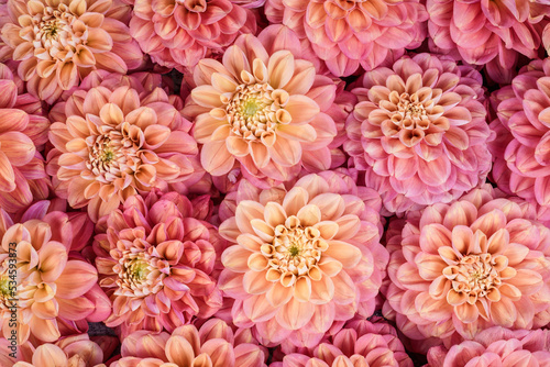 Flat lay image of pink  peach colored dahlia flowers. Flower heads fill the image. Background resource.