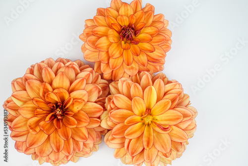 Fototapeta Naklejka Na Ścianę i Meble -  Trio of orange dahlia flowers placed at the left of the image on a white background. Space for text, background.