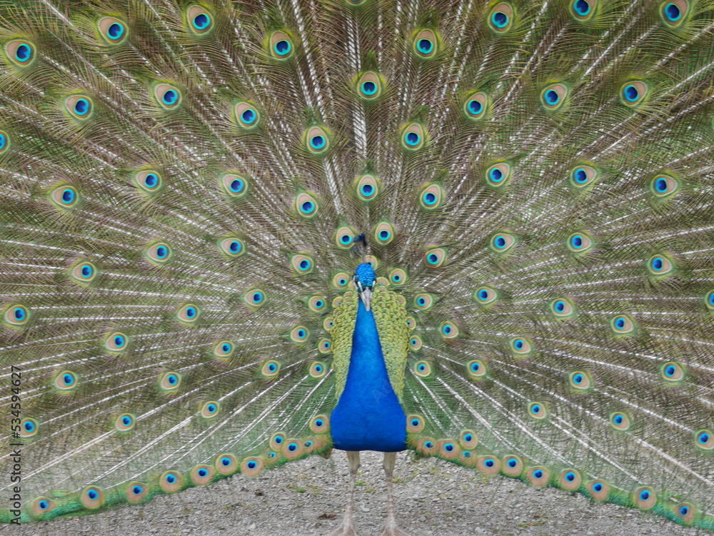 Obraz premium peacock