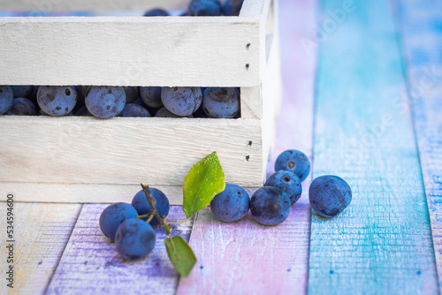 Canvas Print Autumn harvest blue sloe berries in wooden chest detail