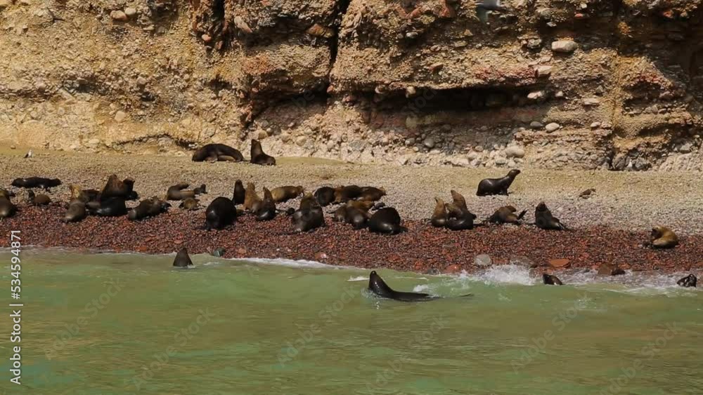 Group of sea lions, seals laying on beach near the ocean in Ballestas islands. High quality FullHD footage Group of sea lions, seals laying on beach near the ocean in Ballestas islands. High quality FullHD footage
