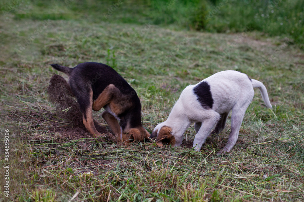 Two funny dogs are digging a dog hole outdoors. Dogs play outside in the park. Black and white dogs dig a hole halfway in the ground Two funny dogs are digging a dog hole outdoors. Dogs play outside in the park. Black and white dogs dig a hole halfway in the ground