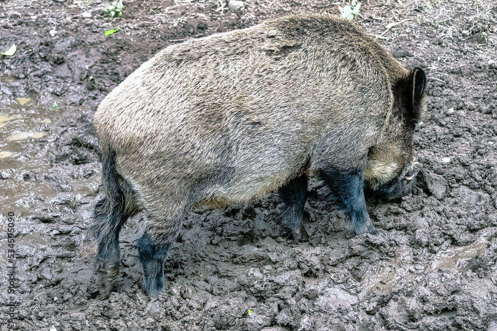 Wild boar (Sus scrofa), known as wild swine, common wild or Eurasian wild pig in Bialowieza Forest, Poland Wild boar (Sus scrofa), known as wild swine, common wild or Eurasian wild pig in Bialowieza Forest, Poland