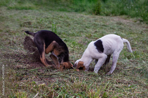 Canvas Print Two funny dogs are digging a dog hole outdoors