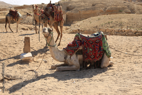 Camels resting at the Pyramids of Giza © Vahagn