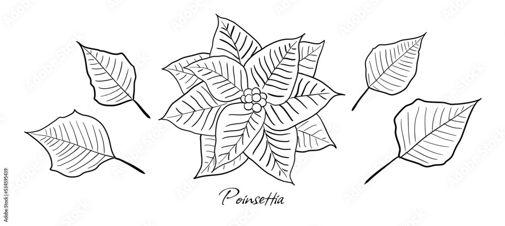 Vector editable Poinsettia (famous Christmas decoration plant) flower and leafs. Perfect for greeting cards, Christmas email, gift tags etc.