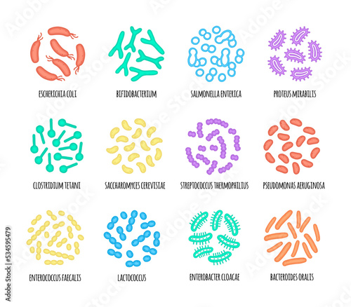 Human microbiome illustration of bacterial species. Vector image. Gastroenterologist. Bifidobacteria, lactobacilli. Lactic acid bacteria. Illustration in a flat style.