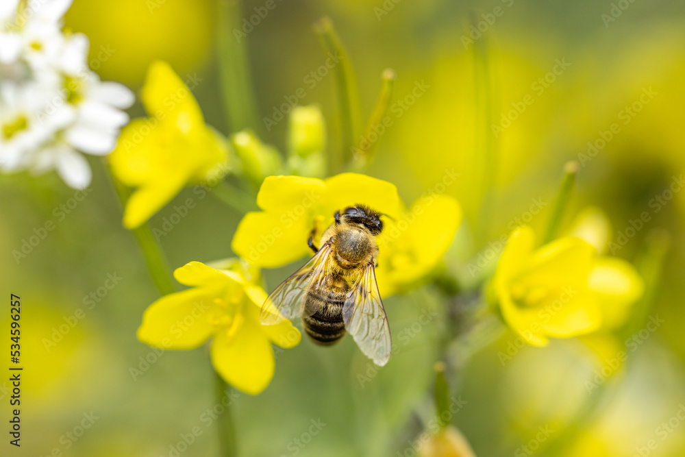 Honey bee feeding on a yellow arugula flower, sunny day in autumn, close up, macro Honey bee feeding on a yellow arugula flower, sunny day in autumn, close up, macro