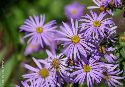 Aster amellus  the European Michaelmas daisy  is a perennial herbaceous plant in the genus Aster of the family Asteraceae.