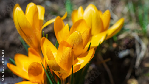 Yellow crocus flowers, close-up.