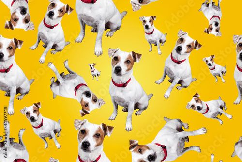 Funny picture of Juck Rusell terrier on a background. Nice little dog. Pattern seamless with a dog. photo