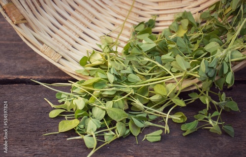 Harvested Fenugreek Leaves on Wooden Background with Selective Focus