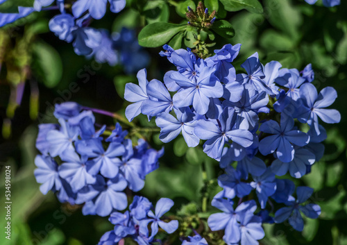 Plumbago auriculata, the cape leadwort, blue plumbago or Cape plumbago, is a species of flowering plant in the family Plumbaginaceae, native to South Africa. photo
