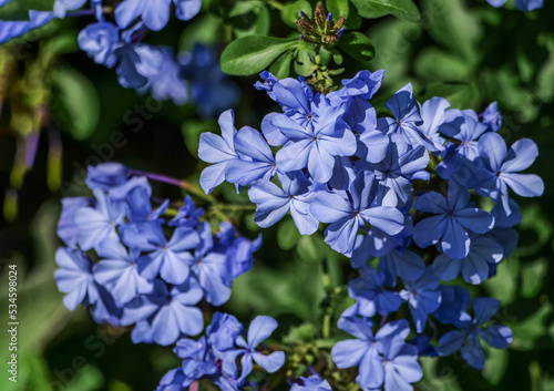 Plumbago auriculata, the cape leadwort, blue plumbago or Cape plumbago, is a species of flowering plant in the family Plumbaginaceae, native to South Africa.