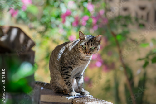 Gray tabby cat with green eyes in a garden.