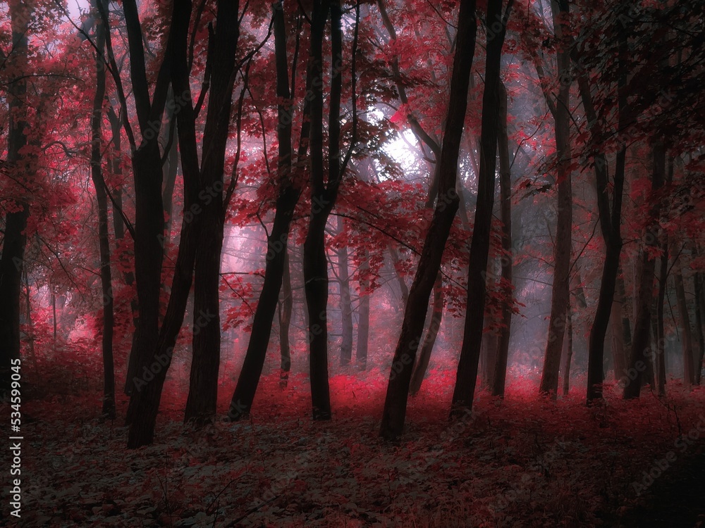 Obraz premium Dreamlike forest in pink tones. Gloomy autumn forest in the fog. Colorful strange woods. Magical nature.