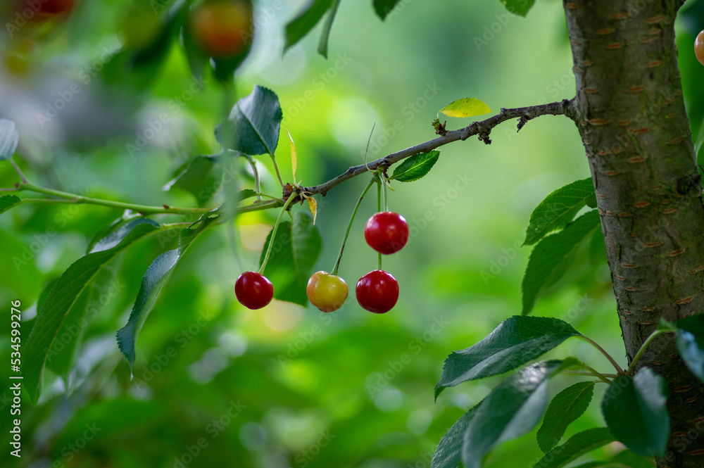 Prunus cerasus branches with ripening red edible sour fruits, sour cherries before harves hanging on the tree