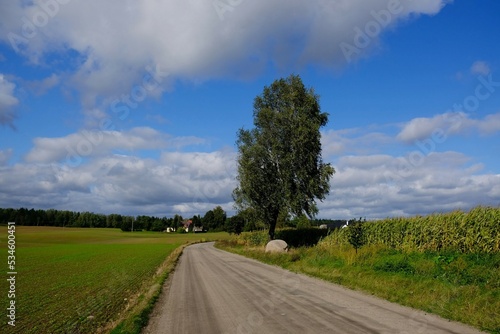The dirt road between the fields with tree by road. Buildings of farm on horizon.