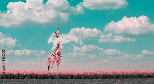 giraffe, head in the clouds
