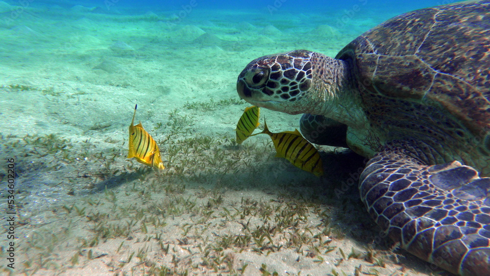 Big Green turtle on the reefs of the Red Sea. Big Green turtle on the reefs of the Red Sea.