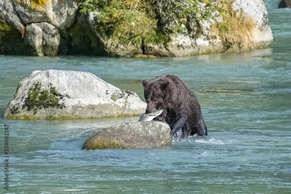 Grizzlys eating salmon in the river in Alaska in autumn
Grizzlys eating salmon in the river in Alaska in autumn