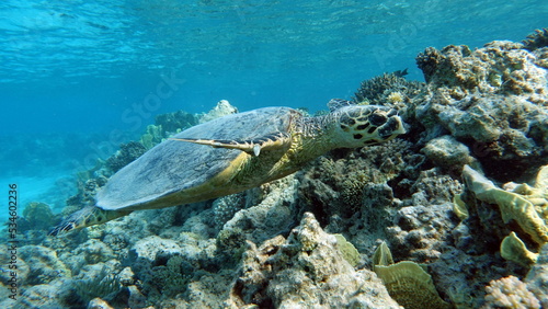 Fototapeta Naklejka Na Ścianę i Meble -  Hawksbill sea turtle (CR species) Hawksbill Turtle - Eretmochelys imbricata.