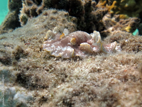 Nudibranchs (lat. Nudibranchia) are a detachment of marine gastropod mollusks from the subclass Heterobranchia. Structural features include the absence of both a shell and a pronounced mantle. 