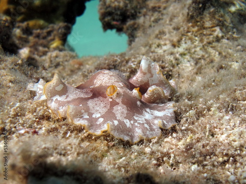 Nudibranchs  lat. Nudibranchia  are a detachment of marine gastropod mollusks from the subclass Heterobranchia. Structural features include the absence of both a shell and a pronounced mantle. 