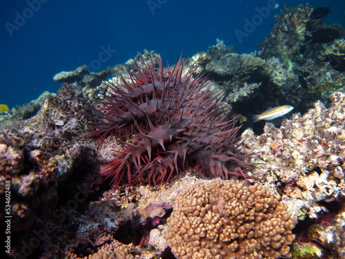 The crown of thorns, or acanthaster, is a multi-beam starfish of the Acanthasteridae family. It lives on the coral reefs of the Red Sea and the tropical Indian and Pacific Oceans.
