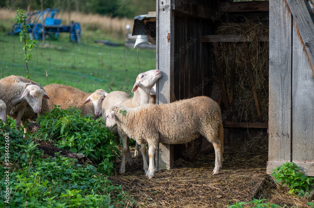 Obraz premium Cute young sheep, lambs in the nature at Slovakia. Farm with sheeps, with beautiful wool, cute animals