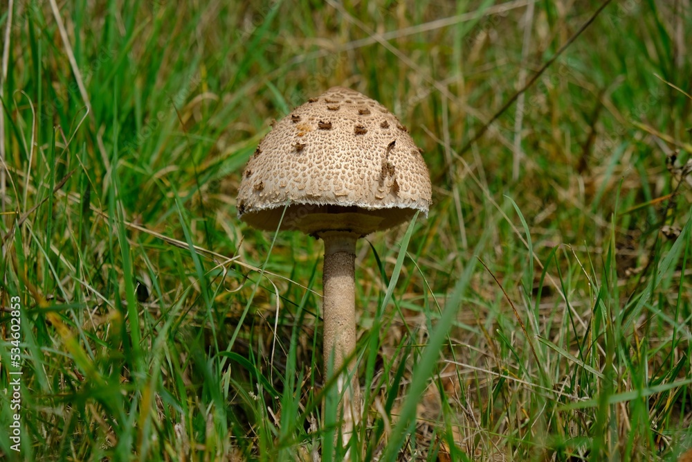 Beautiful young mushroom Macrolepiota procera (parasol mushroom) on geen meadow Beautiful young mushroom Macrolepiota procera (parasol mushroom) on geen meadow