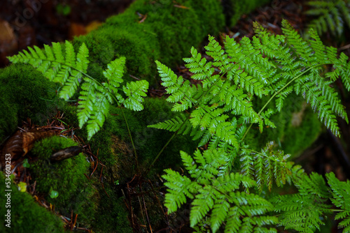 Close-up of fern and moss in a damp autumn forest. High resolution macro shoot image, perfect for interior wall decoration in Healing by Nature Fine Art Design style.