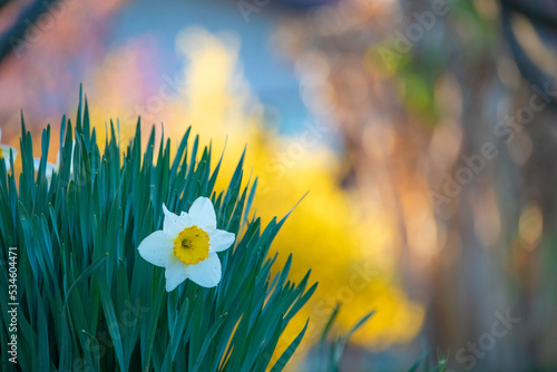 Isolated narcissus flower in a sunny day of spring. Biella, Piedmont, Italy photo