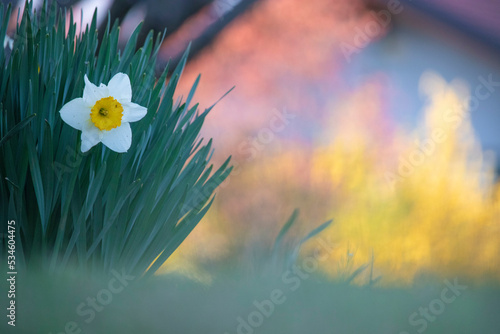 Isolated narcissus flower in a sunny day of spring. Biella, Piedmont, Italy