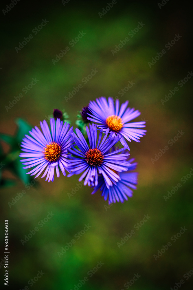 Fototapeta premium Purple Flower Bunch
