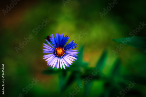 Macro Purple Flower