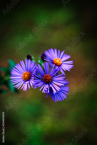 Purple Flower Bunch