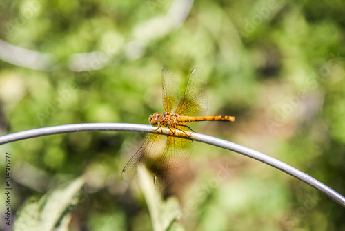 dragonfly in garden on a wire