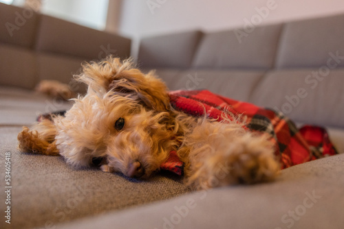 Cute puppy red toy poodle under blanket in Christmas day
