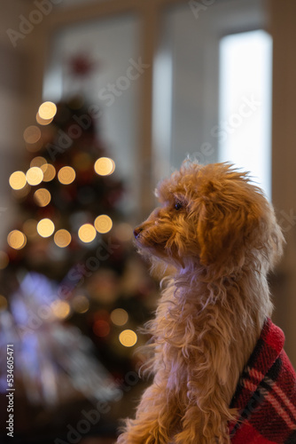 Cute puppy red toy poodle under blanket in Christmas day
